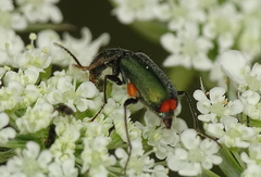 Clanoptilus geniculatus