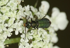 Clanoptilus geniculatus