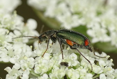 Clanoptilus geniculatus