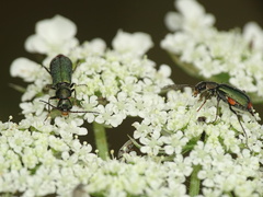 Clanoptilus geniculatus