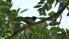 Myzomela obscura