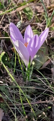 Crocus neglectus