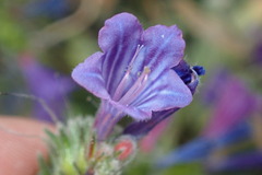 Echium bonnetii