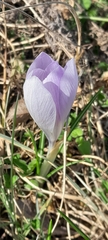 Crocus neglectus