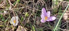 Crocus neglectus
