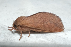 Elhamma australasiae