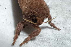 Elhamma australasiae