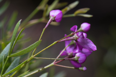 Boronia rivularis