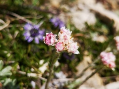 Antennaria dioica