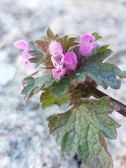 Lamium hybridum