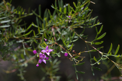 Boronia rivularis