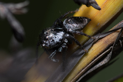 Euryattus bleekeri
