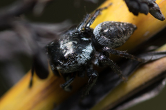 Euryattus bleekeri