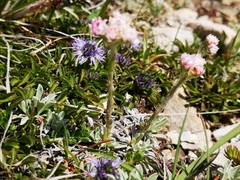 Antennaria dioica