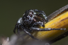 Euryattus bleekeri