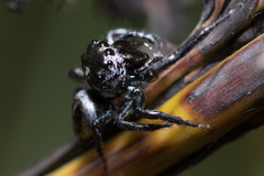 Euryattus bleekeri