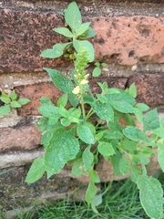 Lindenbergia philippensis