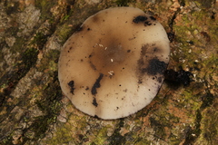 Hydropus fuliginarius