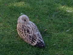 Larus