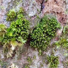 Zygodon viridissimus