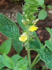 Lindenbergia philippensis