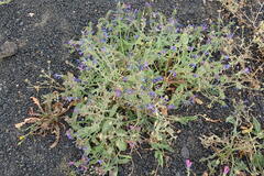 Echium bonnetii