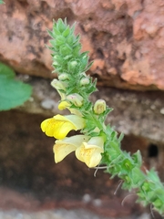 Lindenbergia philippensis