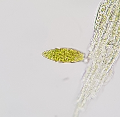 Zygodon viridissimus