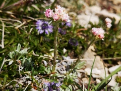 Antennaria dioica