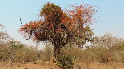 Combretum microphyllum (Combretum microphyllum)
