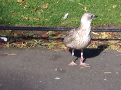 Larus