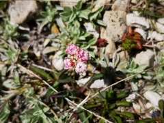 Antennaria dioica