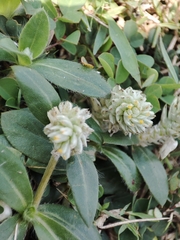 Gomphrena celosioides