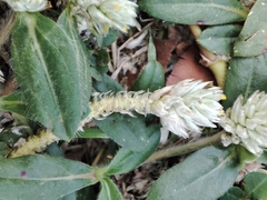 Gomphrena celosioides