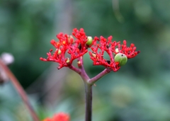 Jatropha podagrica
