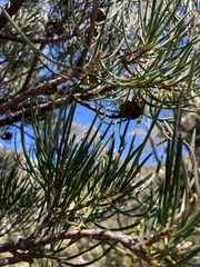 Hakea lissosperma