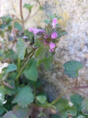 Lamium hybridum