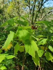 Sparrmannia africana