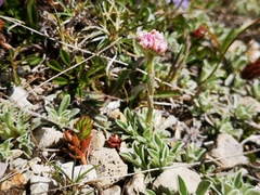 Antennaria dioica