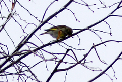 Chloris chloris