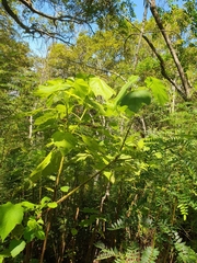 Sparrmannia africana