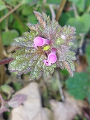 Lamium hybridum