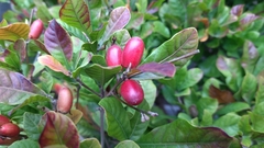 Synsepalum dulcificum