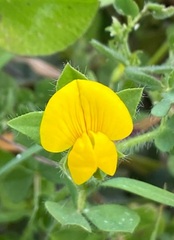 Lotus longisiliquosus