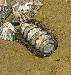Neoloricata