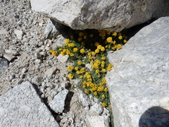 Draba lemmonii