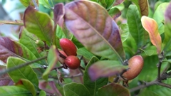 Synsepalum dulcificum