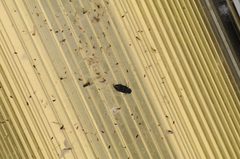 Melanophila consputa