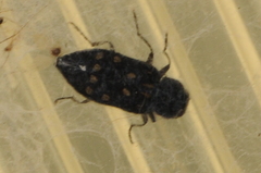 Melanophila consputa