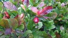 Synsepalum dulcificum